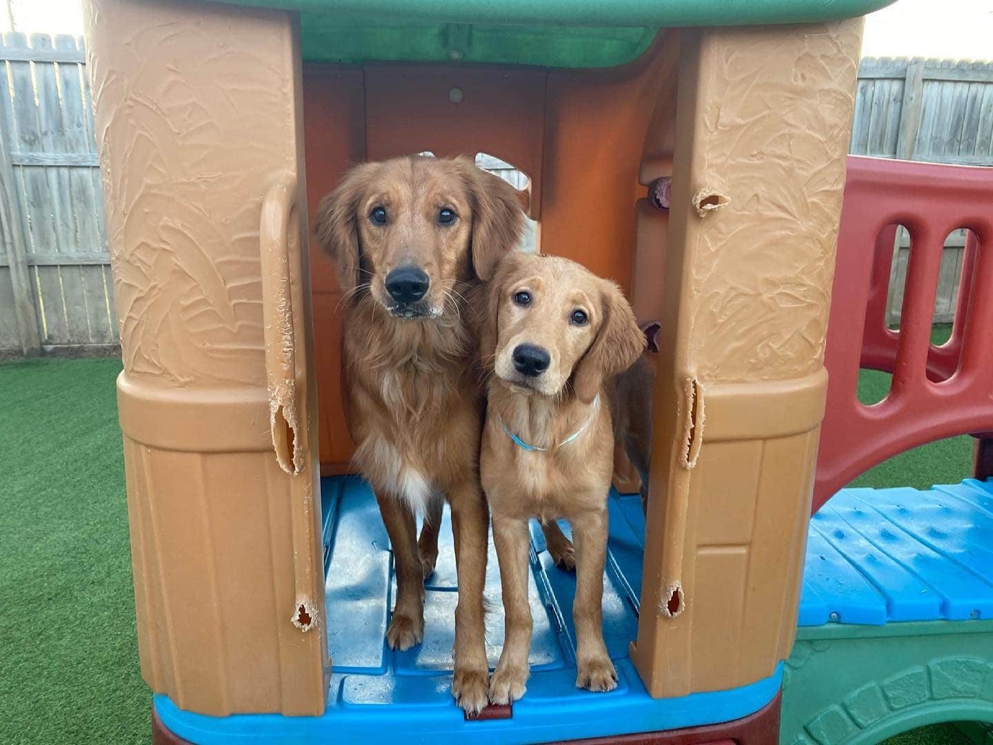 Golden buddies