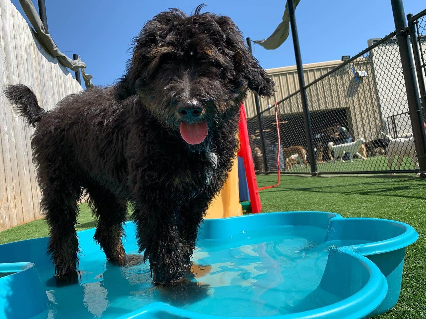 Pup in Pool