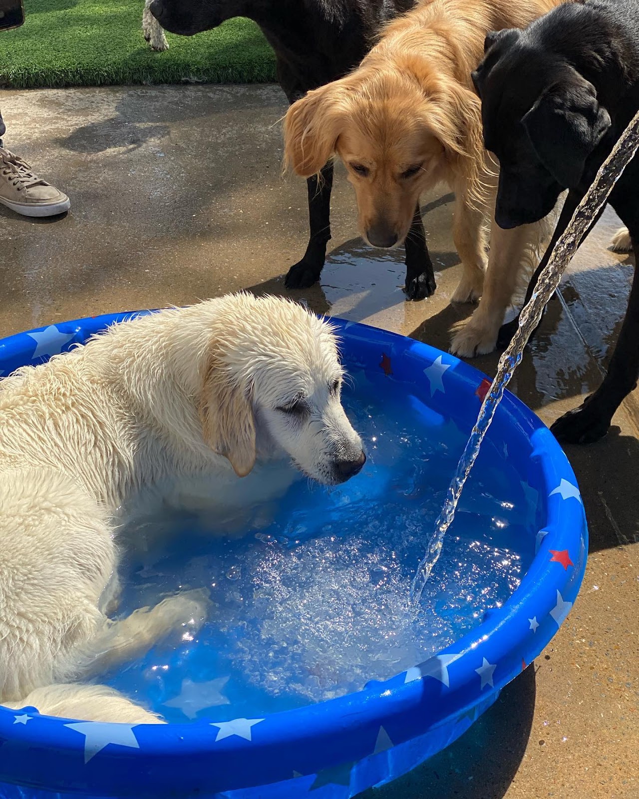 Dogs Play in Kiddie Pool