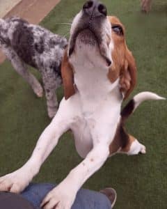 Dog sniff