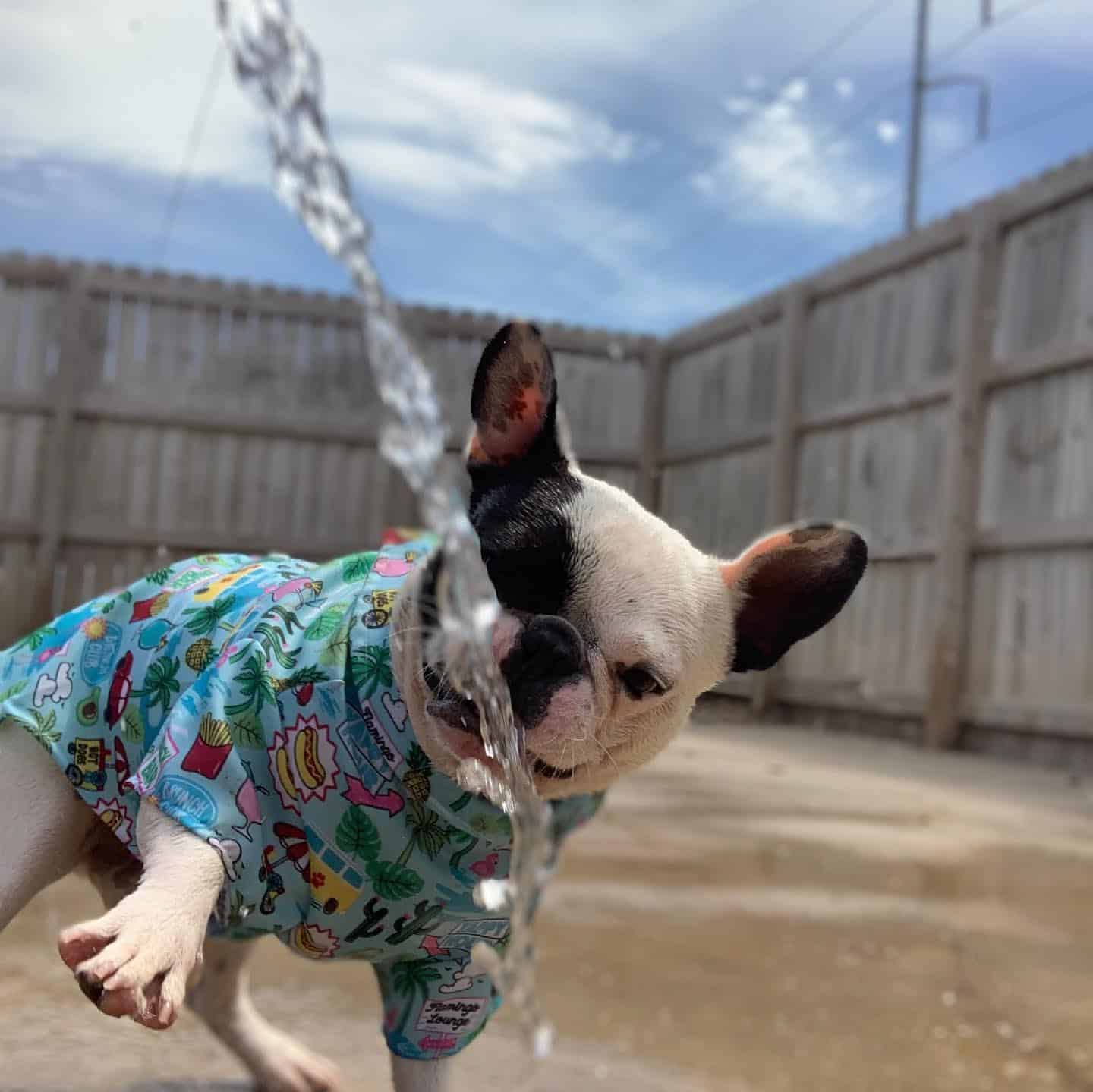 Dog playing in sprinkler