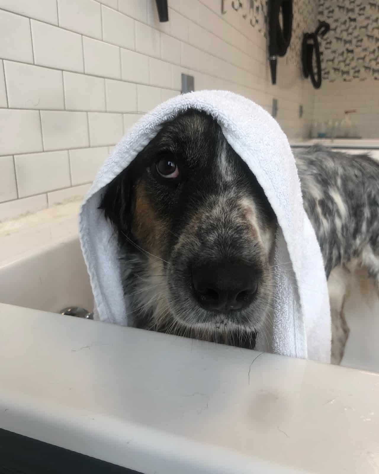 Hounds Lounge bath