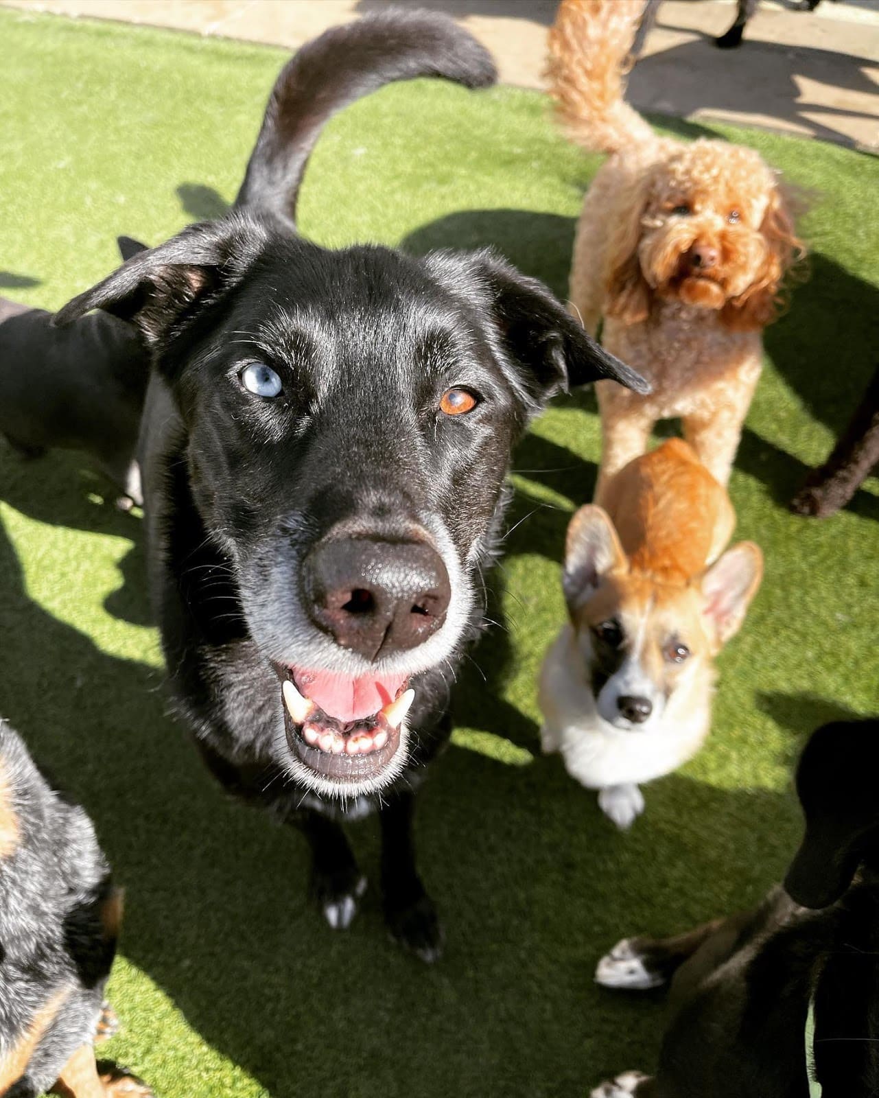 Hounds Lounge dog pack