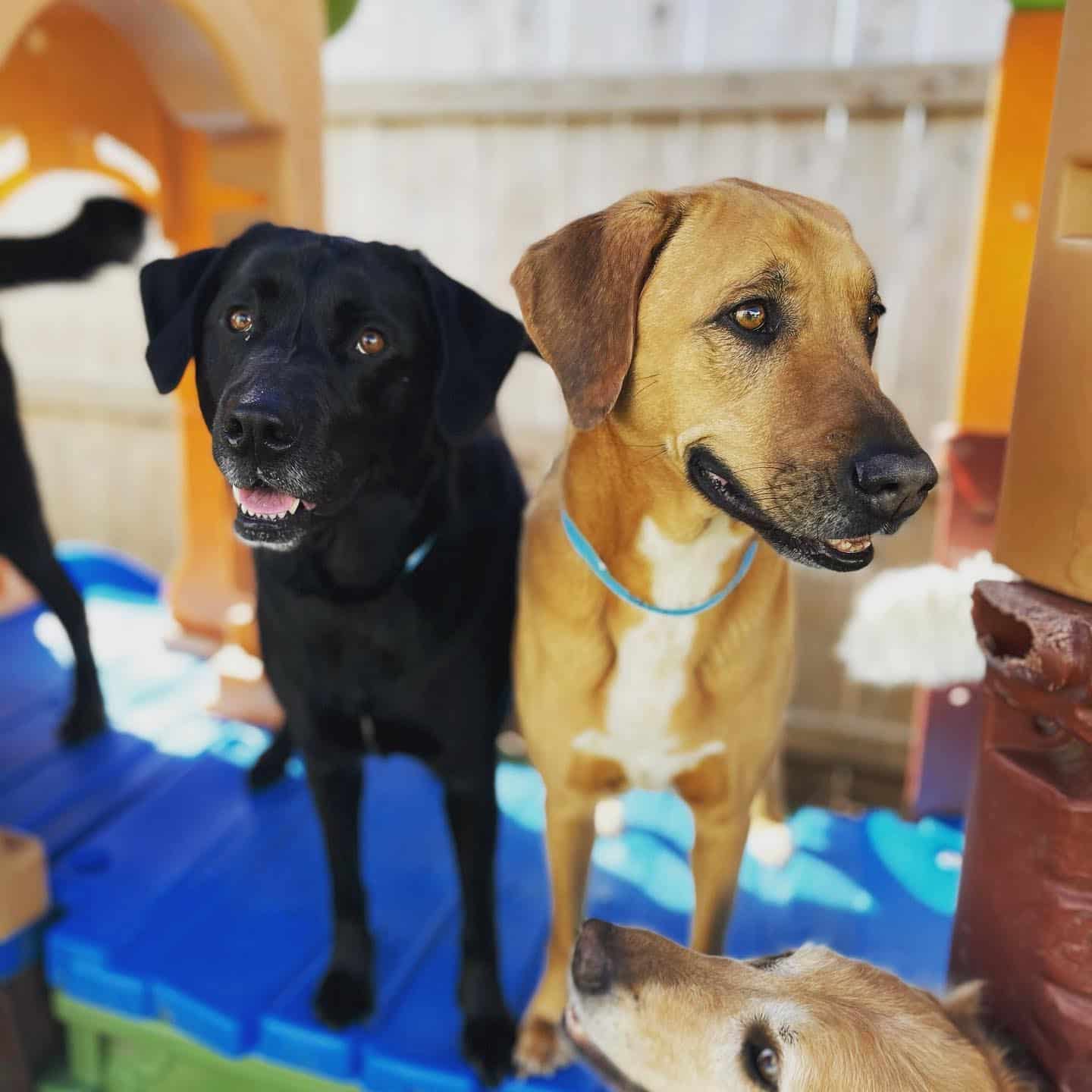 Hounds Lounge doggie daycare buddies