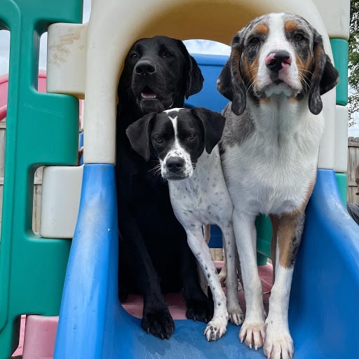 three dog friends