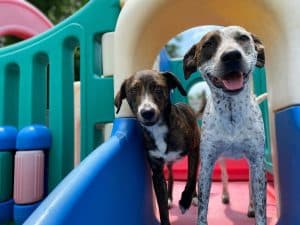 Two dog buddies two dog buddies