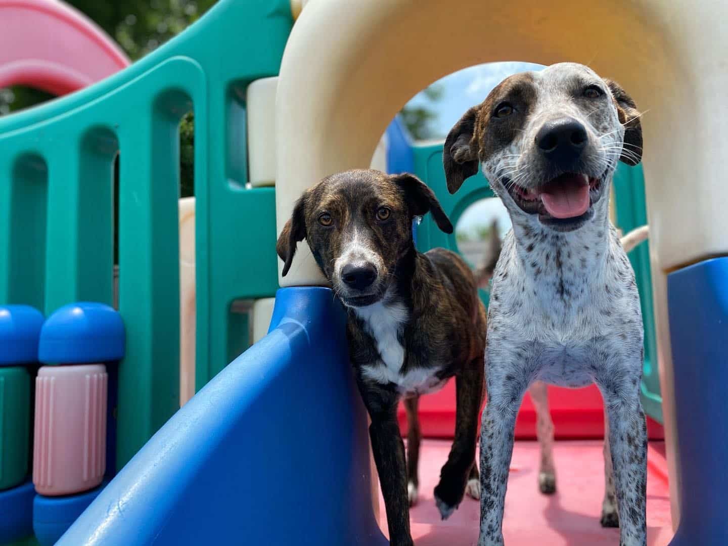 two dog buddies