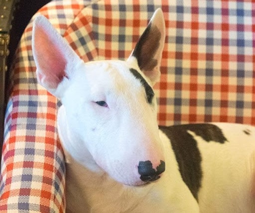 dog sitting in chair