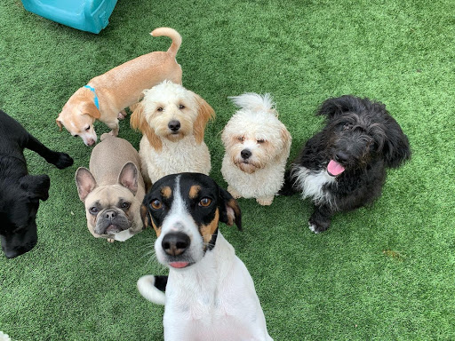 lots of pups