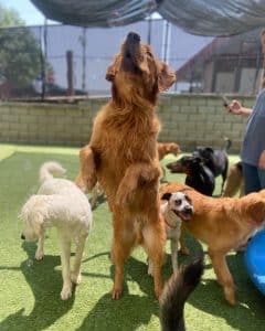 Dogs playing to keep fit