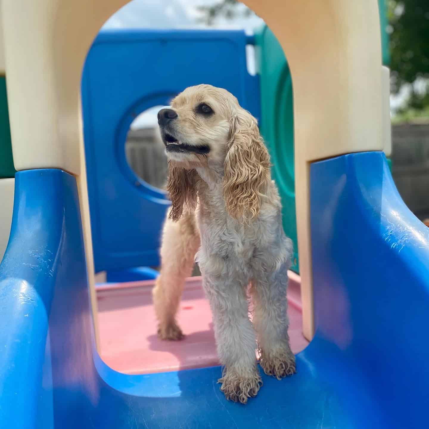 Cocker Spaniel on slide