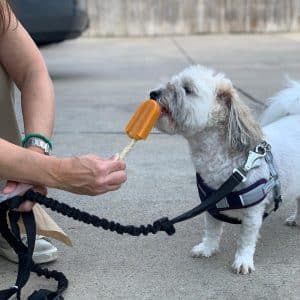 Dog eating popsicle