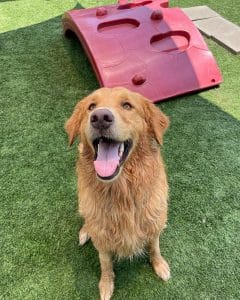 Happy Golden Retriever