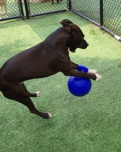 Dog playing with a blue ball