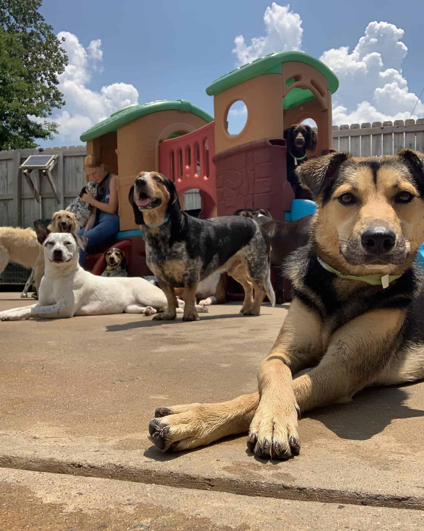 Dogs hanging out