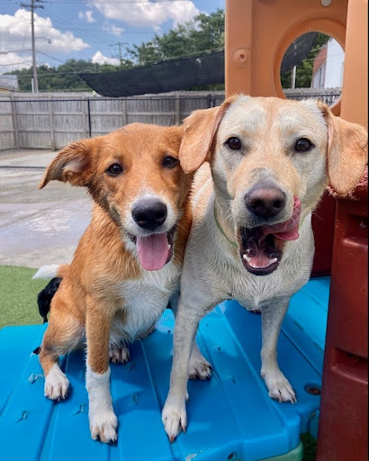 happy dogs at little rock doggy daycare