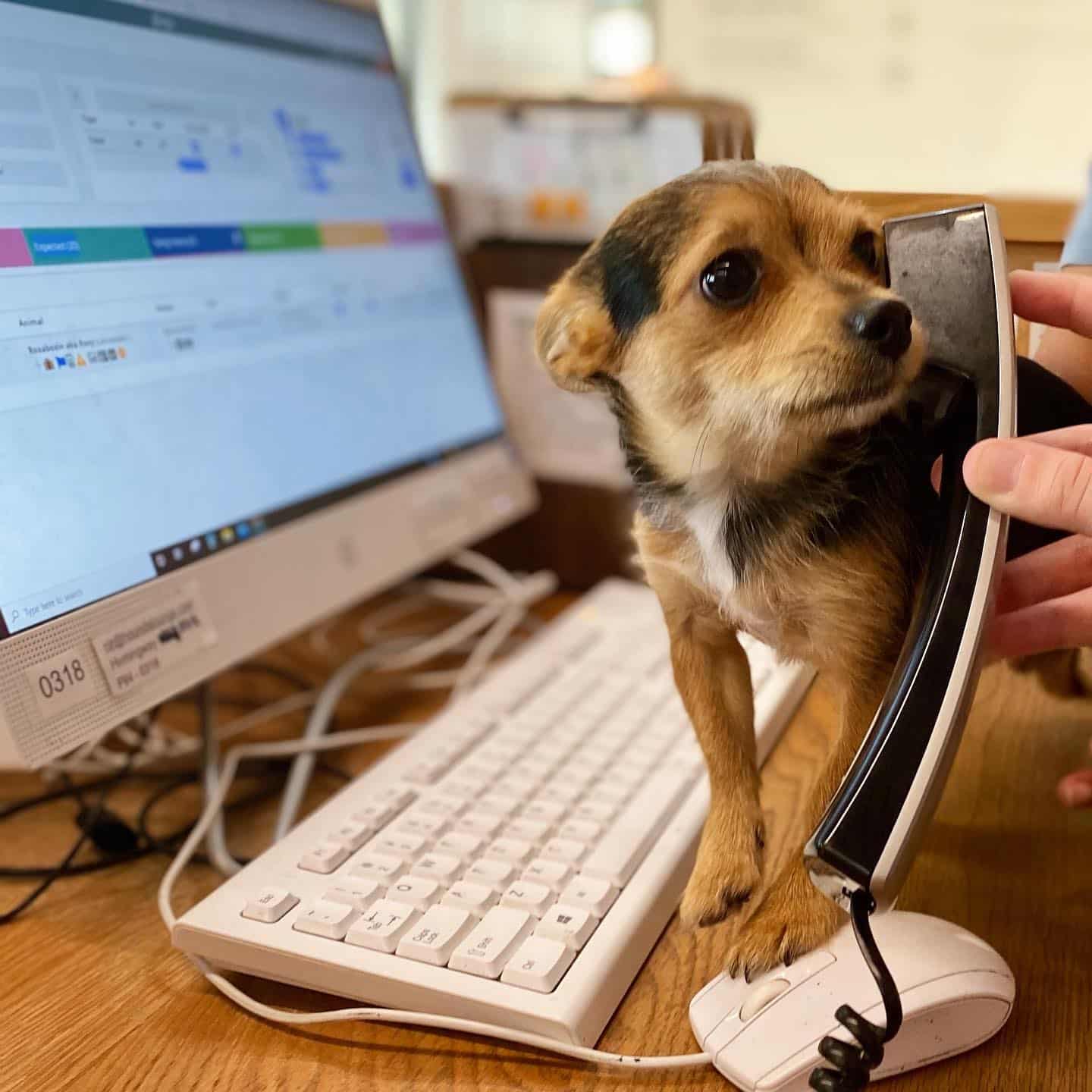 Doggy Playing on the Phone Indoors