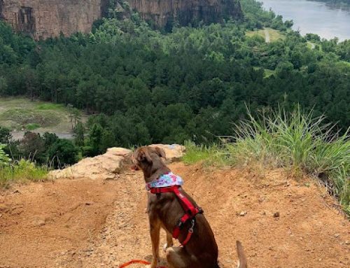 The Best Little Rock Dog Parks and Pet-Friendly Spots