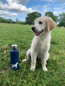 puppy at park in little rock