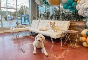 pups at hounds lounge in little rock