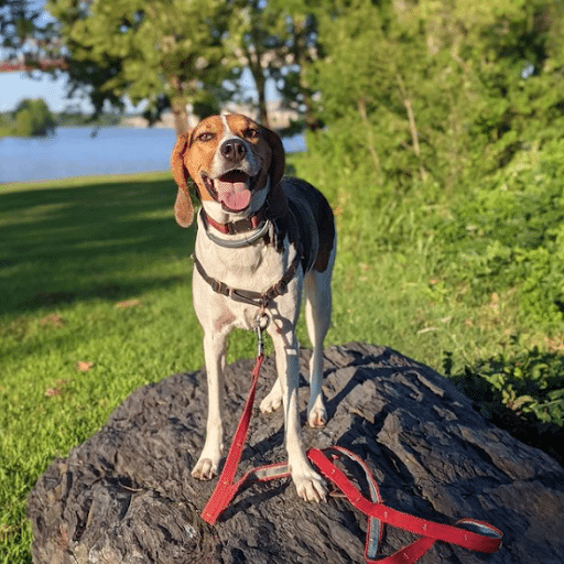 trails for dogs in little rock