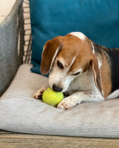 Beagle with Tennis Ball