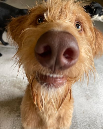 Dog working on its sense of smell