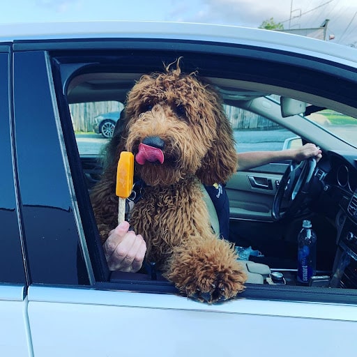 Dog Licking Popsicle