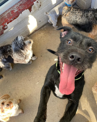 Dogs Playing and Smiling