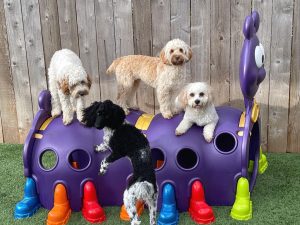 Puppies Playing On Jungle Gym