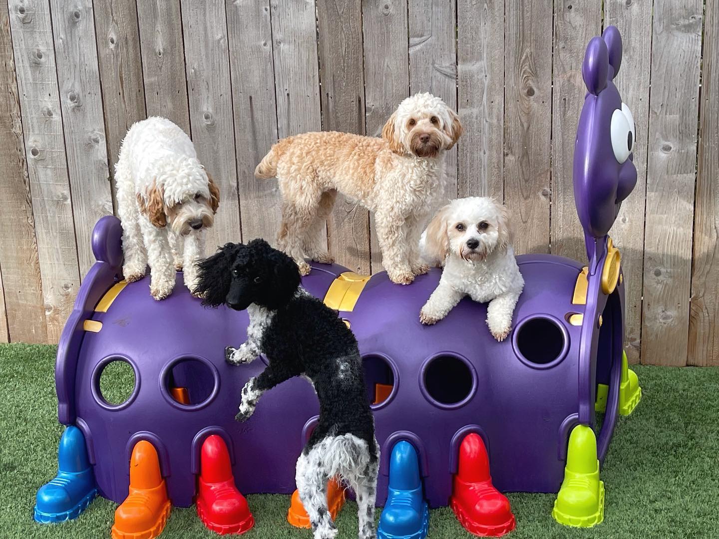 Puppies Playing On Jungle Gym