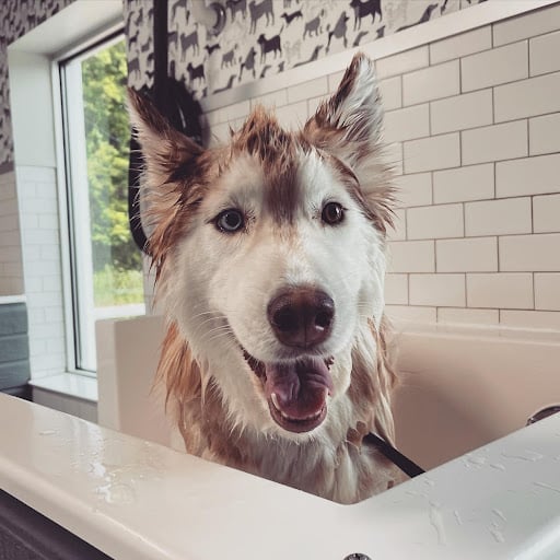 Happy Husky Happy Husky