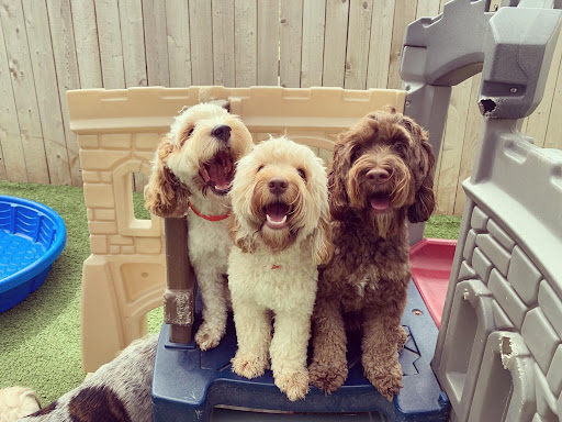 Three Dogs Happy