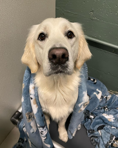 Labrador Snoot