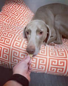 Dog getting a treat