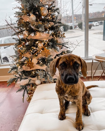 Puppy In Front of Christmas Tree