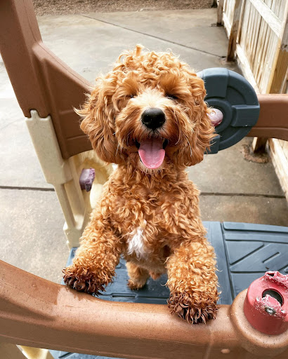 Curly Dog