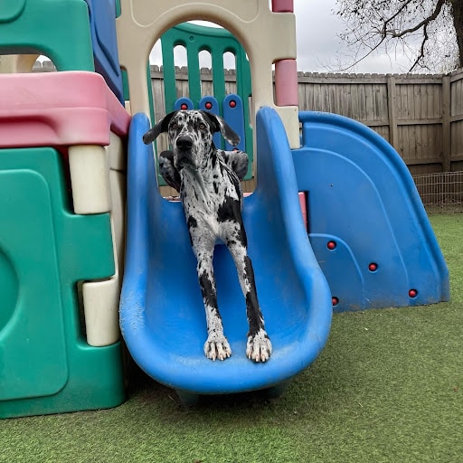 Dog on Slide