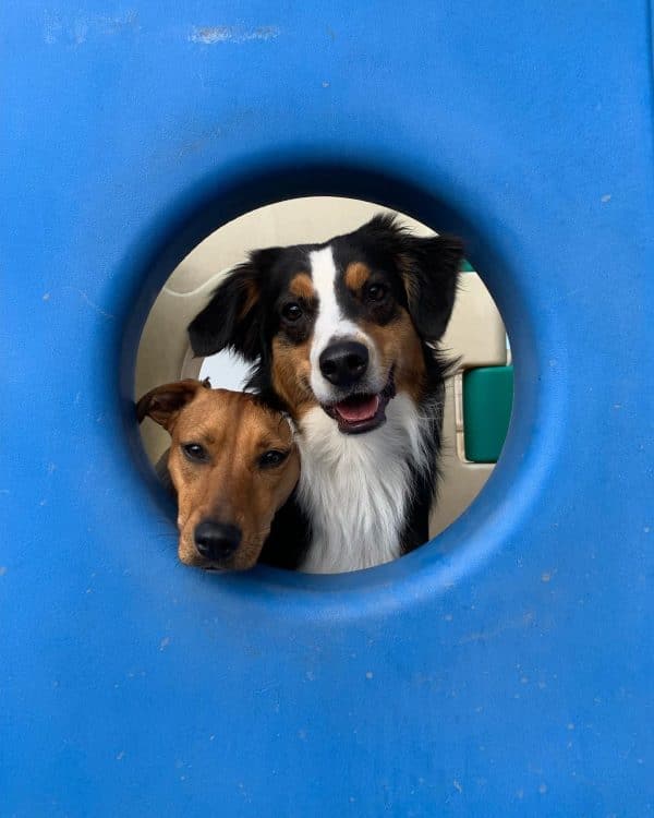 30 Dog Games to Play to Keep Your Pup Happy & Active