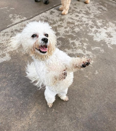 Doggy Dancing