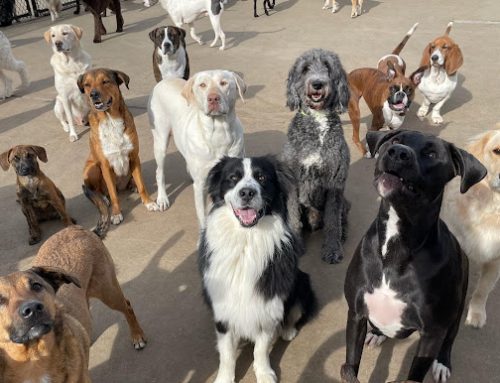 Is Doggie Daycare Good for Dogs?