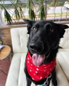 Dog Wearing Bandana