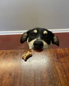 Dog With Treat