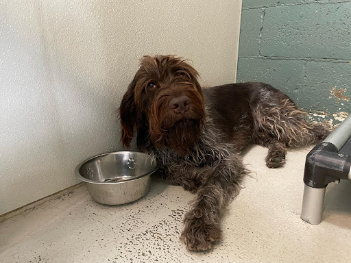 Dog with Food Dish