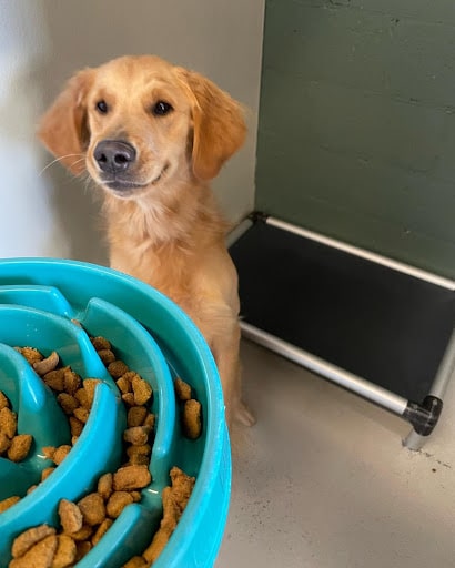 Happy Dog Eating