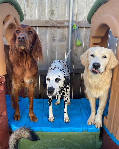 Three Dogs on Playground