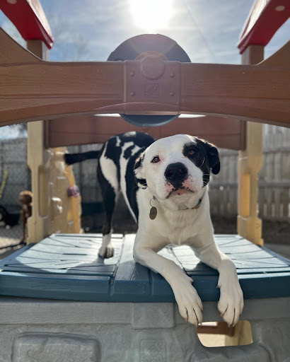 Dog In Front of Sun