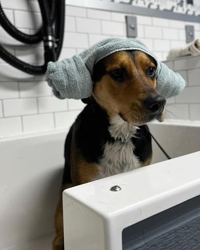 Dog Taking Bath