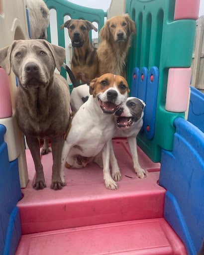 Dogs on Playground Equipment