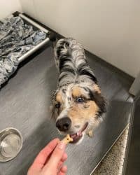 30 Dog Games to Play to Keep Your Pup Happy & Active